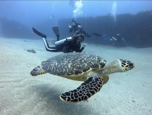 PADI Scuba Instructor, Turtle Boat Diving